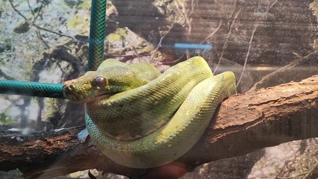 Зоопарк в Сербии. Белград смотреть онлайн