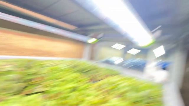 Эта упаковка для микрозелени - ЛУЧШАЯ! Во что упаковывать микрозелень лучше? смотреть онлайн