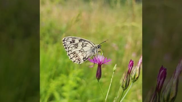 Самые красивые бабочки. Пестроглазка галатея. Melanargia galathea смотреть онлайн