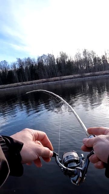 ИВАсь 2.0 Возвращение легендарного спиннинга #fishing, #рыбалка, #спиннинг смотреть онлайн