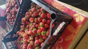 Как мыть клубнику грунтовую для еды, чтобы удалить насекомых и песок.