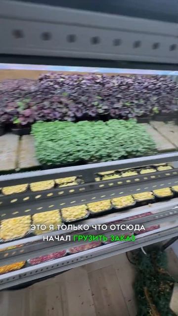 Почему стеллажи пустые?☘️ смотреть онлайн