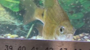 Элита мировой аквариумистики! 1 часть