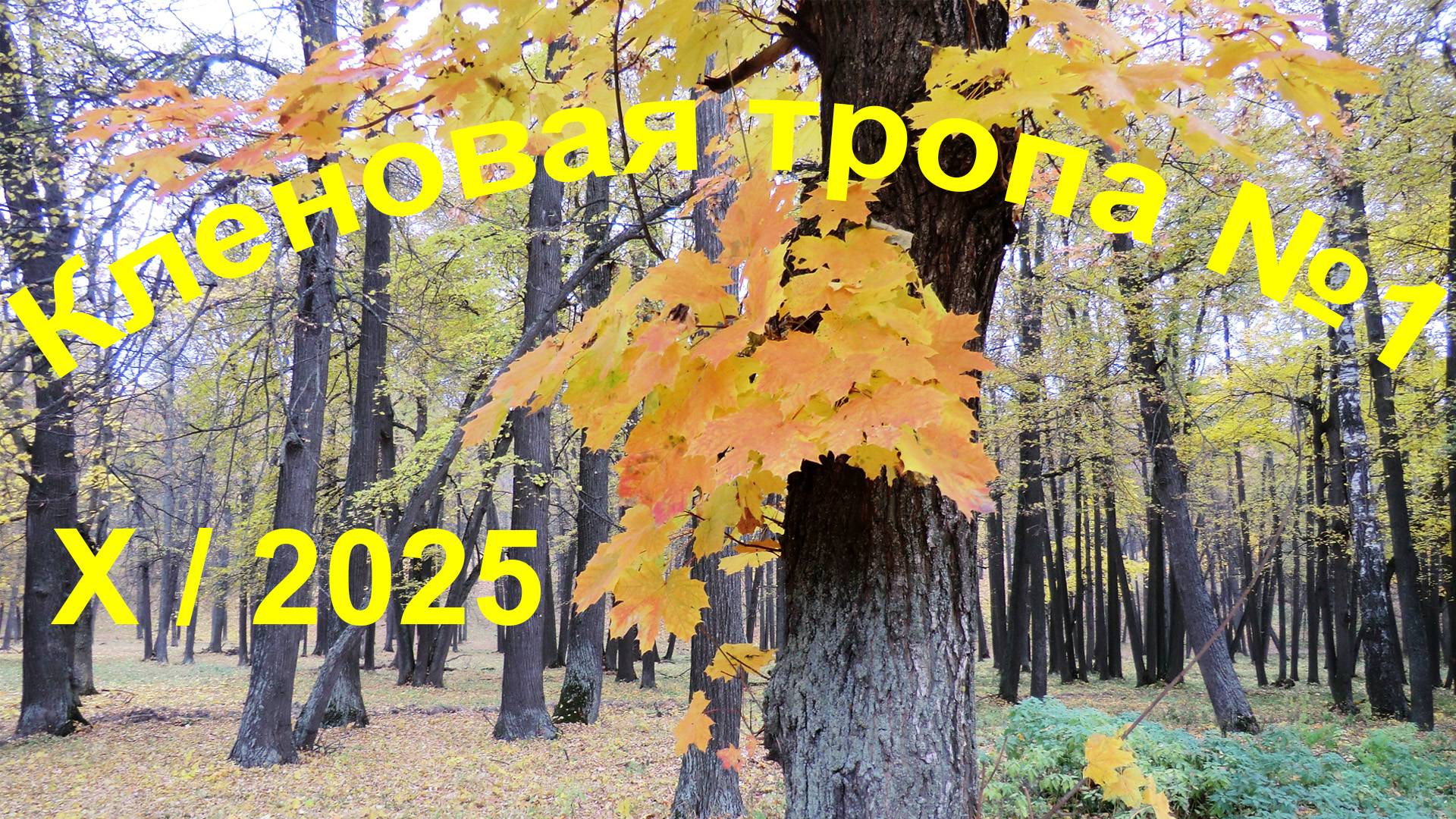 Кленовогóрье. Кленовая тропа №1. X/2025 смотреть онлайн