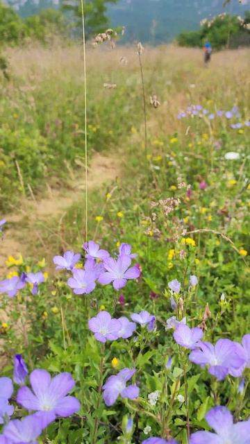 moment Pleš смотреть онлайн