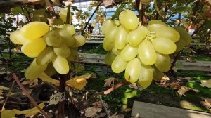 16-21!!!🍇🍇🍇 НОВИНКА 2025!!! Telegram, WhatsApp и Vlber +79528500417. ТЕЛ.+79054033245.