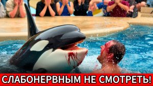 ПРЯМОЙ ЭФИР: Смерть Сэма Коллинза. Касатка ВЗБЕСИЛАСЬ (Полные кадры)