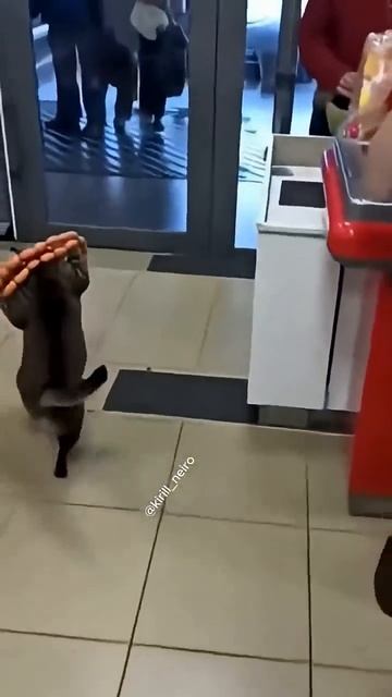 Котик в магазине 🤣