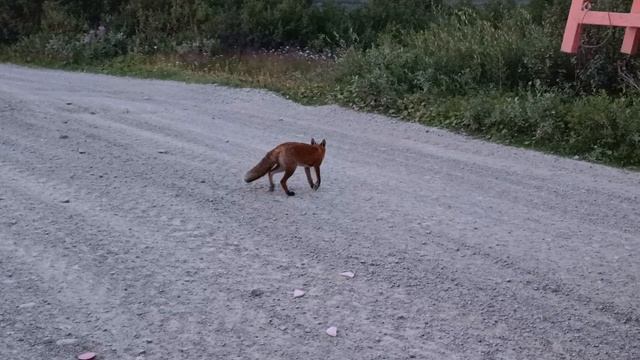 Лисичка остановила вахтовку, чтобы получить свою колбасу @ Мурманская область, 2025