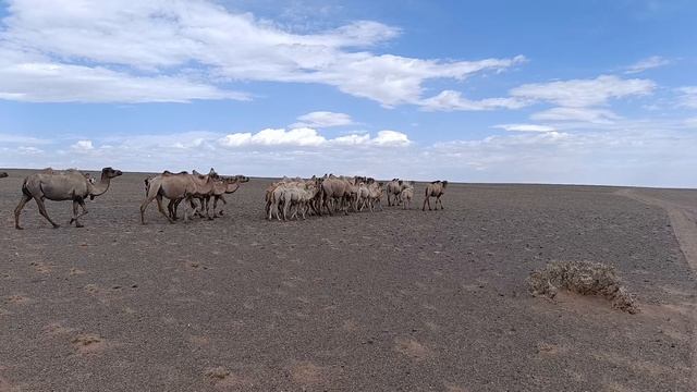 Верблюды в монгольской пустыне  @ Монголия, 2025