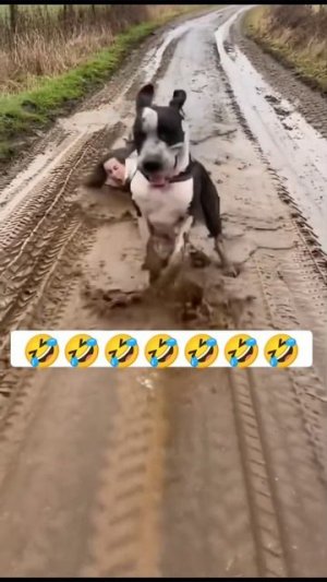 #приколы #юмор #прикол #смешно #собаки #собака #топ #топчик #роликдня #видеодня #лучшее #лучшие #луч