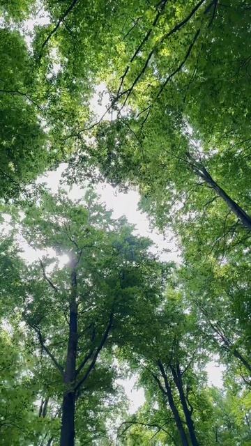 Jastrebac. Serbia #nature #hike #mountains #naturesound #srbija #travel #naturewalk #niš #nature смотреть онлайн