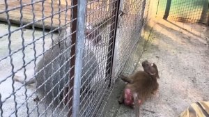 Это КОМЕДИЯ! Люську от жениха Елисея Владу пришлось просто ОТТАСКИВАТЬ за НОГИ!!?