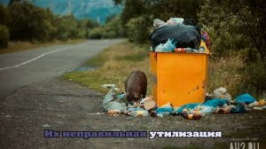 Юрист объяснил, за выброс какого мусора в контейнер у дома грозит штраф