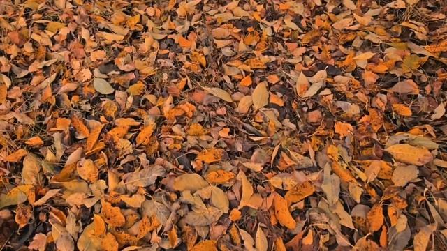 Осень в Татарстане. смотреть онлайн