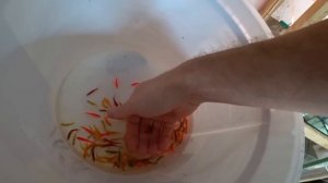 Замкнутый круг с Данио 🤷