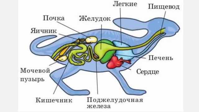 Хордовые 3 Подтип Черепные, или Позвоночные смотреть онлайн