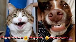Смешные видео приколы|Юмор и Приколы.