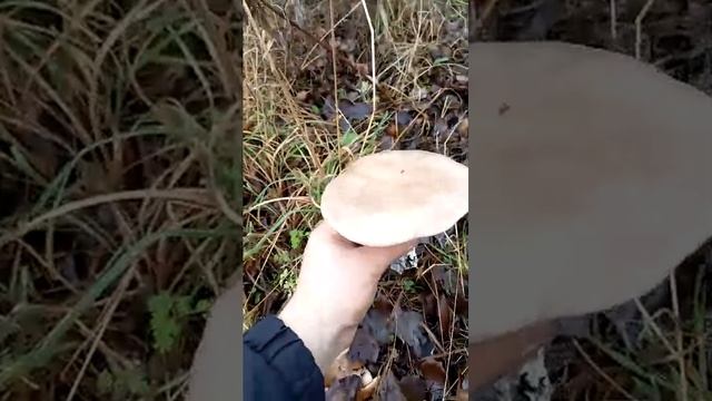 синие ножки. смотреть онлайн