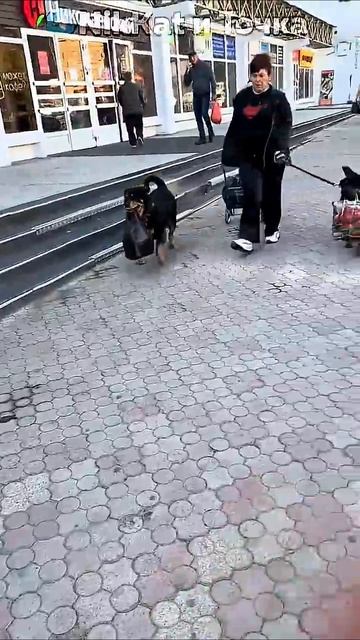 Переписка, Конец Света, Новости утром Свежие Мемы в Shorts! #nikkat #мем #новости смотреть онлайн