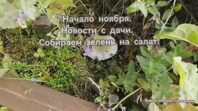 Ноябрь на даче! Собираем зелень и редиску. Что с клубникой?