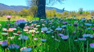 Весенняя терапия целебными частотами 🌷🌞 Начните свой день с ПОЗИТИВНЫХ УТРЕННИХ ВИБРАЦИЙ