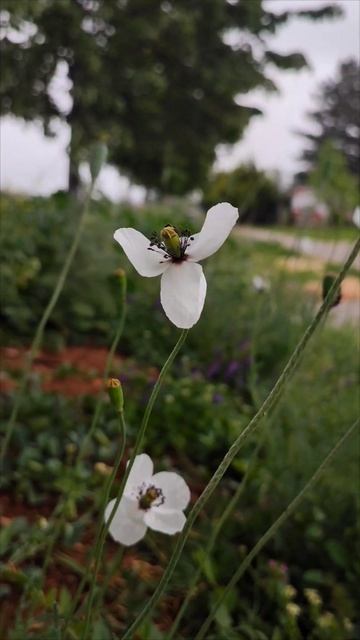 Poppies and rain. Nature therapy #relaxing #rain #meditationmusic #spring #flowers смотреть онлайн