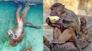 СМОТРИТЕ, что творится! Гамадрил-ЛЕТУЧАЯ мышь и БРИЛЛИАНТ голубых кровей!  КРАСАВЧИК и умняшки!