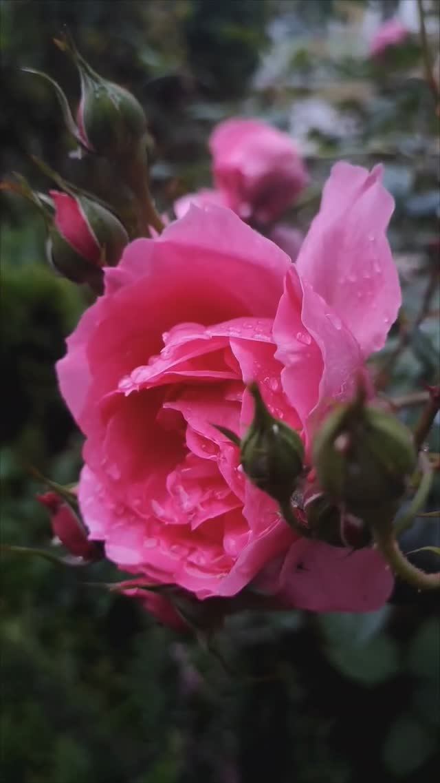 Розы после дождя #цветы #дождь #природотерапия смотреть онлайн