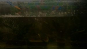 Каким должно быть освещение в аквариуме?Ещё раз поговорим о травниках.