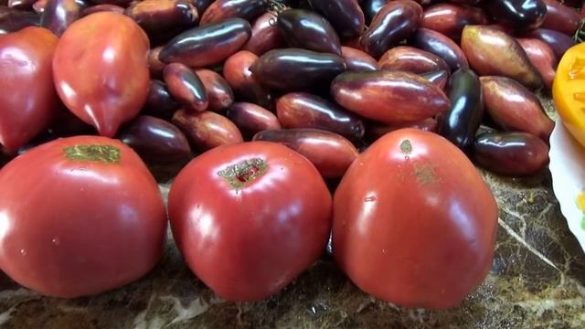 Томат Минусинский Шатиловский. Новинка 2023 года. №1081. смотреть онлайн