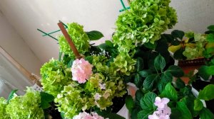 Выращивание гортензии на балконе, июль 2025