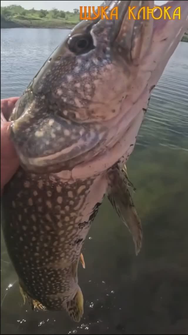 🔥 ОГРОМНАЯ ЩУКА не сдается!🔥 #рыбалка #спиннинг #щука
