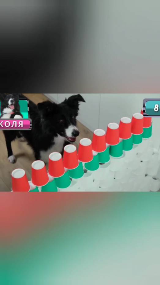 Челленджи для Николая🐶