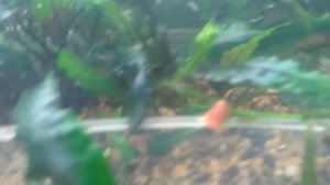 Что нужно делать для бурного роста растений!?СО2 в Аквариуме!Сколько нужно сажать рыбок в травник?