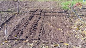 Посадка озимого чеснока.