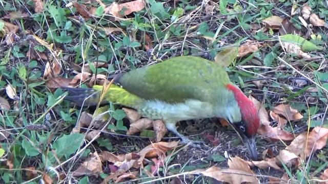 Зеленый дятел