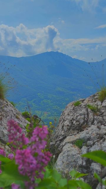 Сирень в горах. Сербия. Сува Планина #поход #горы #хайкинг смотреть онлайн