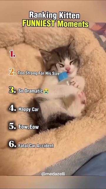 Рейтинг самых смешных моментов с котятами смотреть онлайн