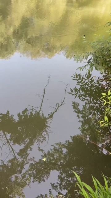 Нишава. #outside #travel #serbiatourism #flower #mountains #exploreserbia #serbia #serbiaadventures смотреть онлайн