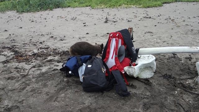 Дружелюбные песцы на о. Янкича @ Курилы, 2024 смотреть онлайн