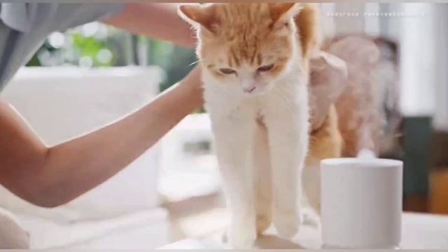 Обзор аромадиффузора Xiaomi Mijia Smart Fragrance Machine Set Plant Extract Version Set (MJXFJ03XW) смотреть онлайн