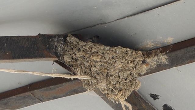 Ласточка кормит желторотых птенцов в гнезде  @ Монголия, 2025