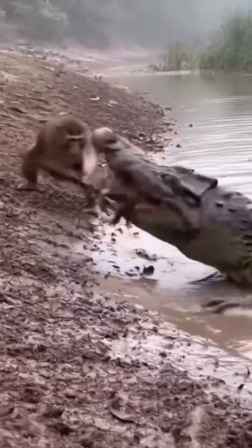 отважная обезьянка спасает друга от крокодила.mp4