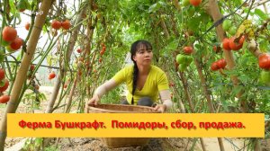 Ферма Бушкрафт в Пханге. Вьетнам.  Помидоры, сбор, продажа.
