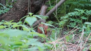 Белка в парке