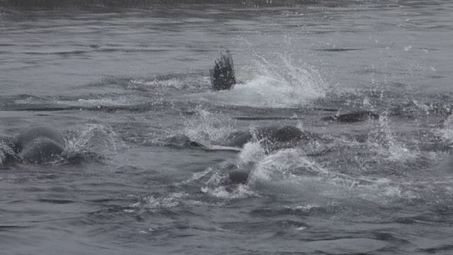 Котики кишат в воде, скалы Ловушки @ Курилы, 2024 смотреть онлайн