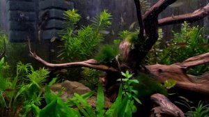 Микрорасбора Галактика.Данио Маргаритатус. Galaxy.