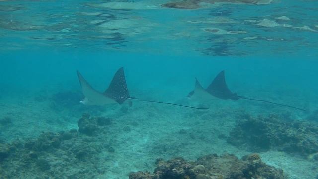 Скаты-орляки и черепашка @ Maldives, Hondaafushi, 2024 смотреть онлайн
