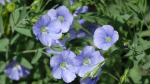 Велесова тропа Veretennikov Sergey